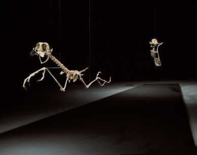 Geococcyx Animatus & Canis Latrans Animatus